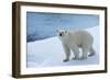 Polar Bear on Ice Yukon-Nosnibor137-Framed Photographic Print