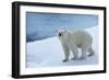 Polar Bear on Ice Yukon-Nosnibor137-Framed Photographic Print