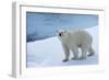 Polar Bear on Ice Yukon-Nosnibor137-Framed Photographic Print