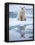 Polar Bear on ice-Paul Souders-Framed Stretched Canvas