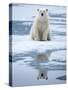 Polar Bear on ice-Paul Souders-Stretched Canvas