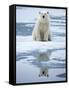 Polar Bear on ice-Paul Souders-Framed Stretched Canvas