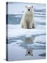 Polar Bear on ice-Paul Souders-Stretched Canvas