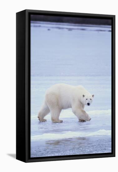 Polar Bear on Ice-DLILLC-Framed Stretched Canvas