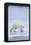 Polar Bear on Ice-DLILLC-Framed Stretched Canvas