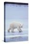 Polar Bear on Ice-DLILLC-Stretched Canvas