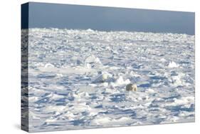 Polar Bear on Ice-EEI_Tony-Stretched Canvas