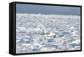Polar Bear on Ice-EEI_Tony-Framed Stretched Canvas
