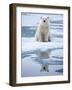 Polar Bear on ice-Paul Souders-Framed Photographic Print