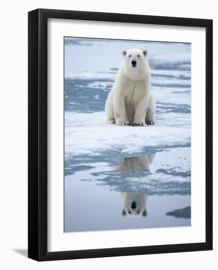 Polar Bear on ice-Paul Souders-Framed Photographic Print