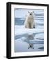 Polar Bear on ice-Paul Souders-Framed Photographic Print