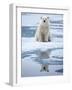 Polar Bear on ice-Paul Souders-Framed Photographic Print