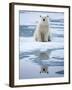 Polar Bear on ice-Paul Souders-Framed Photographic Print