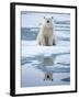 Polar Bear on ice-Paul Souders-Framed Photographic Print