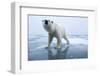 Polar Bear on Ice-Paul Souders-Framed Photographic Print