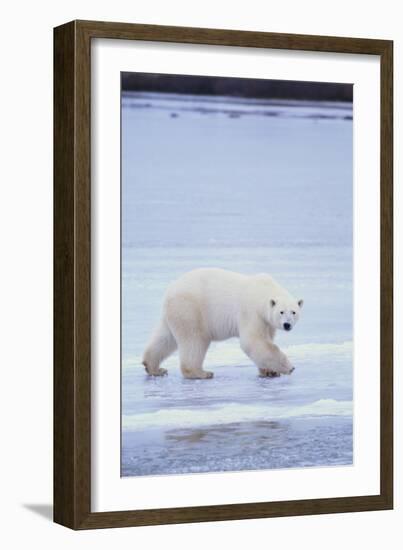 Polar Bear on Ice-DLILLC-Framed Photographic Print