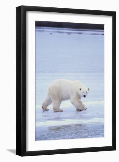 Polar Bear on Ice-DLILLC-Framed Photographic Print