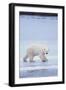 Polar Bear on Ice-DLILLC-Framed Photographic Print