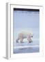 Polar Bear on Ice-DLILLC-Framed Photographic Print