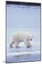 Polar Bear on Ice-DLILLC-Mounted Photographic Print