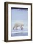 Polar Bear on Ice-DLILLC-Framed Photographic Print