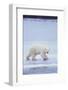 Polar Bear on Ice-DLILLC-Framed Photographic Print