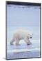 Polar Bear on Ice-DLILLC-Mounted Photographic Print