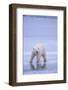 Polar Bear on Ice-DLILLC-Framed Photographic Print