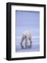 Polar Bear on Ice-DLILLC-Framed Photographic Print