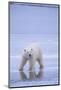 Polar Bear on Ice-DLILLC-Mounted Photographic Print