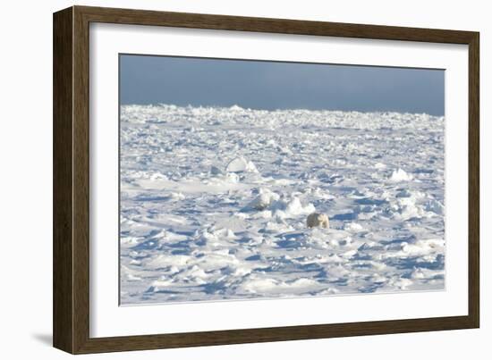 Polar Bear on Ice-EEI_Tony-Framed Photographic Print