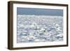 Polar Bear on Ice-EEI_Tony-Framed Photographic Print