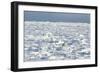 Polar Bear on Ice-EEI_Tony-Framed Photographic Print