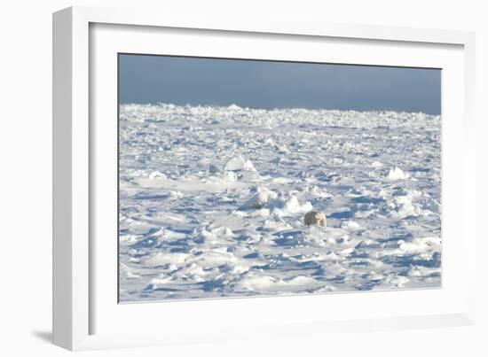 Polar Bear on Ice-EEI_Tony-Framed Photographic Print