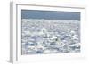 Polar Bear on Ice-EEI_Tony-Framed Photographic Print