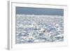 Polar Bear on Ice-EEI_Tony-Framed Photographic Print