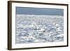 Polar Bear on Ice-EEI_Tony-Framed Photographic Print