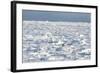 Polar Bear on Ice-EEI_Tony-Framed Photographic Print