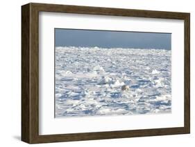 Polar Bear on Ice-EEI_Tony-Framed Photographic Print