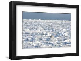 Polar Bear on Ice-EEI_Tony-Framed Photographic Print