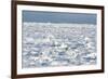 Polar Bear on Ice-EEI_Tony-Framed Photographic Print