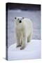 Polar Bear on Iceberg at Svalbard on Summer Evening-Paul Souders-Stretched Canvas