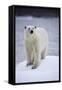 Polar Bear on Iceberg at Svalbard on Summer Evening-Paul Souders-Framed Stretched Canvas