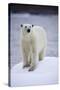 Polar Bear on Iceberg at Svalbard on Summer Evening-Paul Souders-Stretched Canvas