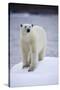 Polar Bear on Iceberg at Svalbard on Summer Evening-Paul Souders-Stretched Canvas