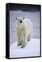 Polar Bear on Iceberg at Svalbard on Summer Evening-Paul Souders-Framed Stretched Canvas