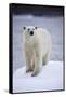 Polar Bear on Iceberg at Svalbard on Summer Evening-Paul Souders-Framed Stretched Canvas