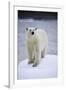 Polar Bear on Iceberg at Svalbard on Summer Evening-Paul Souders-Framed Photographic Print