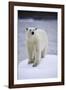 Polar Bear on Iceberg at Svalbard on Summer Evening-Paul Souders-Framed Photographic Print