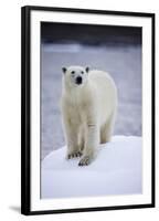 Polar Bear on Iceberg at Svalbard on Summer Evening-Paul Souders-Framed Photographic Print